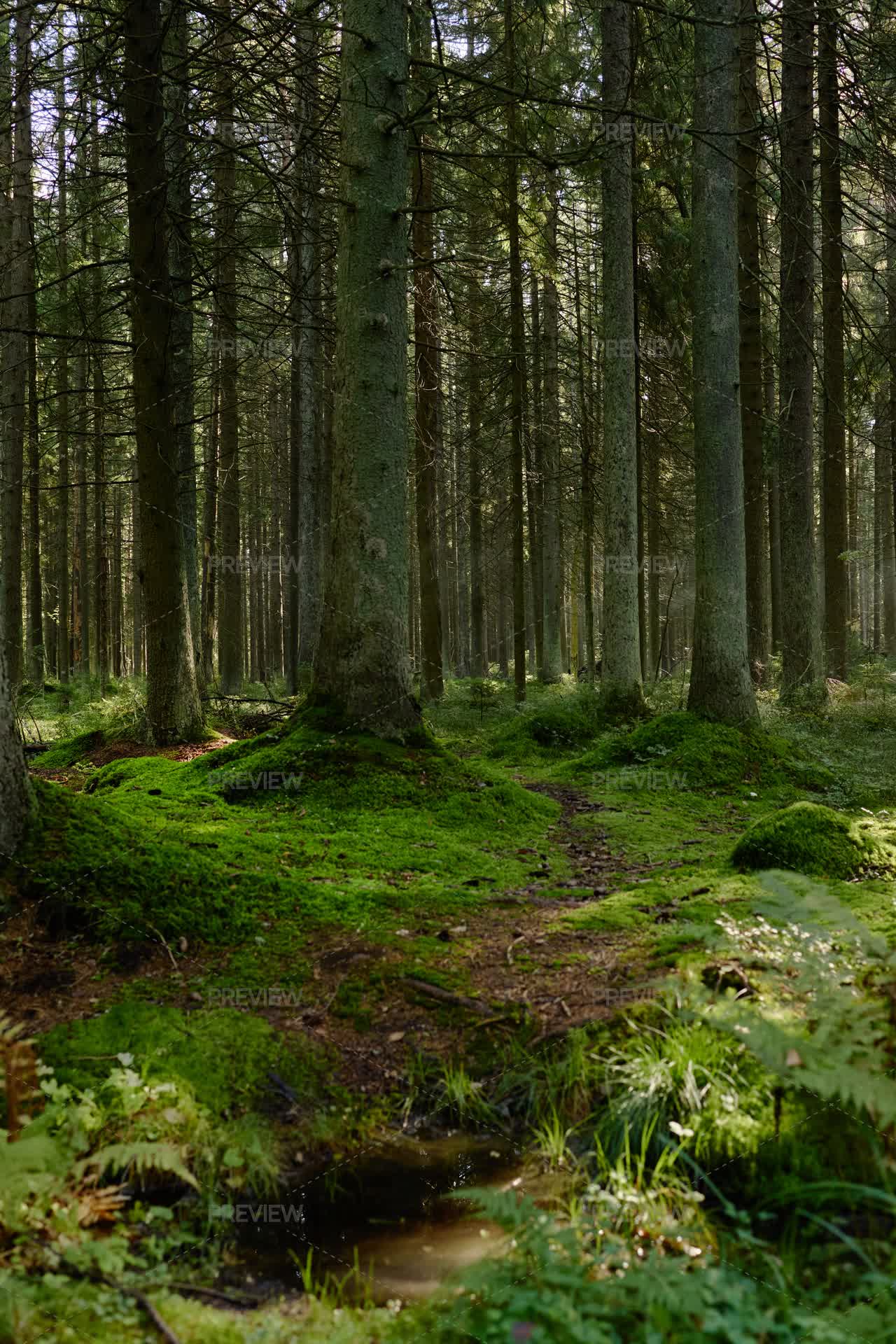 Motionarray Sunlight Illuminating Lush Green Moss In Pine Forest by SeventyFour ...