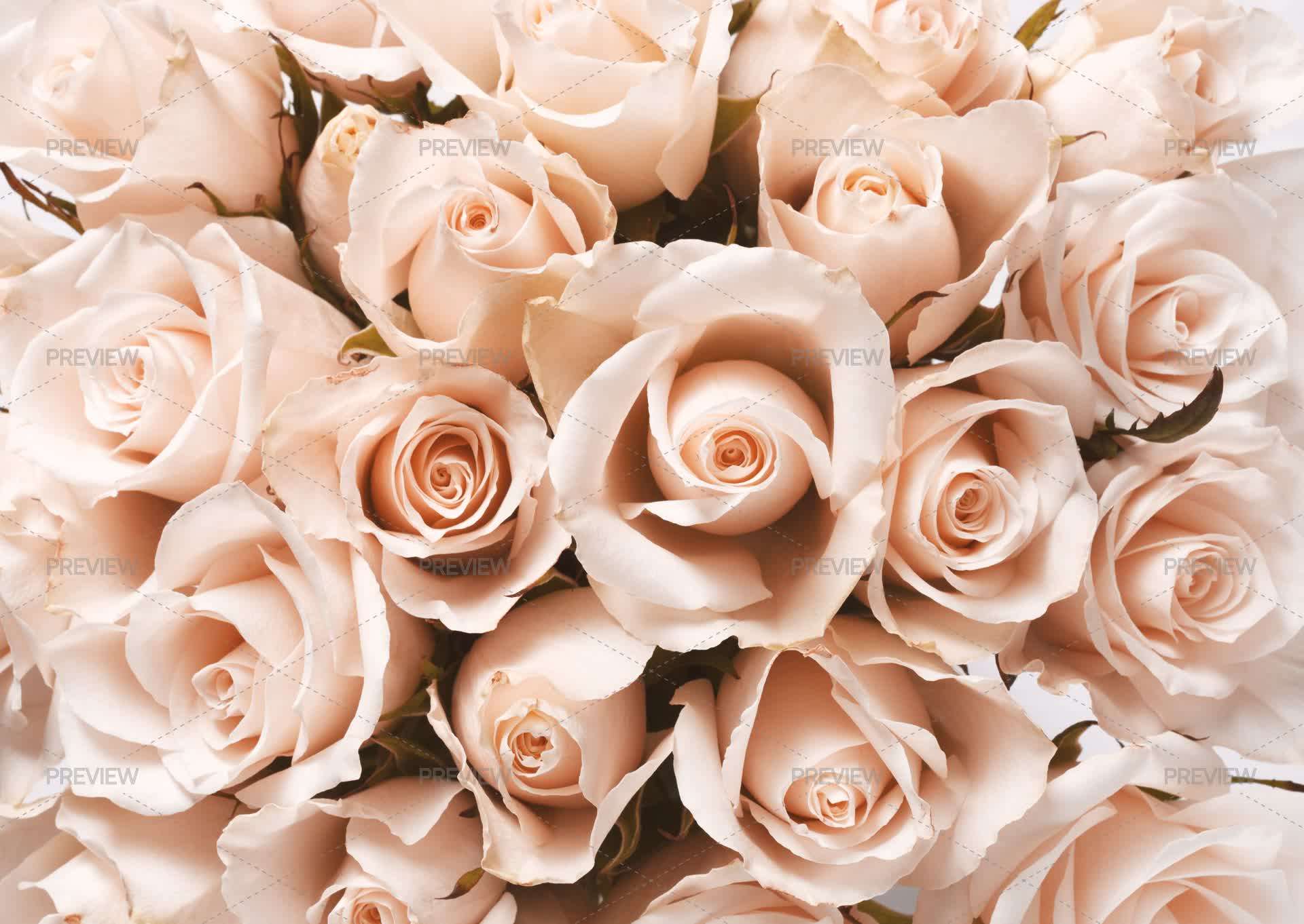 Powdered Roses Powdery Roses by Elena Prozhivina - Stock Photos | Motion Array